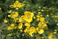 Senna auriculata